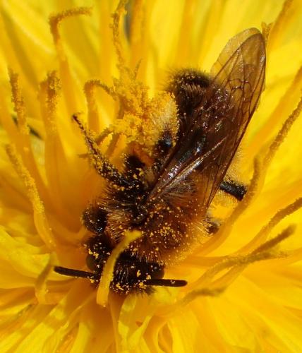 Andrena bicolor
